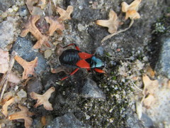 Prostemma aeneicolle