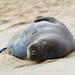 Hawaiian Monk Seal - Photo (c) Kanaka's Paradise Life, some rights reserved (CC BY-NC)