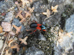 Prostemma aeneicolle