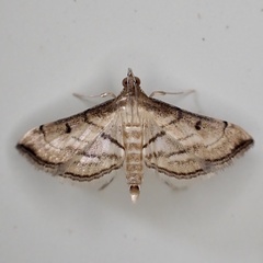 Marasmia cochrusalis