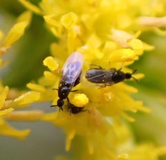 Swammerdamella