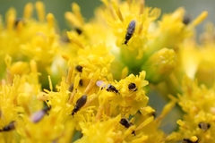 Swammerdamella
