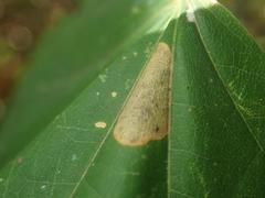 Phyllonorycter joannisi