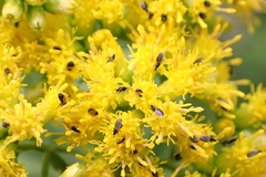 Swammerdamella
