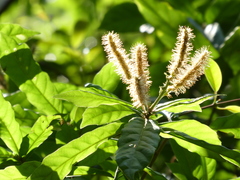 Lithocarpus quercifolius