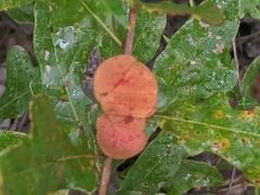 Disholcaspis spongiosa