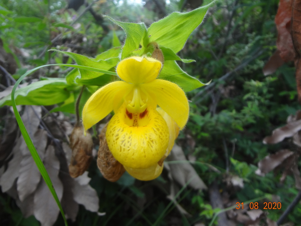 Cypripedium irapeanum Lex. 3