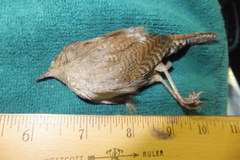 Troglodytes aedon
