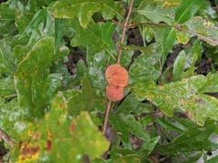 Disholcaspis spongiosa