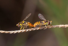 Sphaerophoria rueppellii