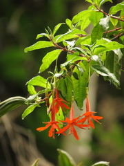 Fuchsia venusta