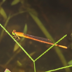 Ceriagrion rubiae