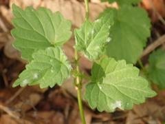Podosphaera macularis
