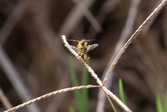 Sphaerophoria rueppellii