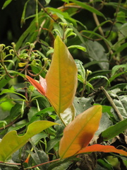 Prunus buxifolia