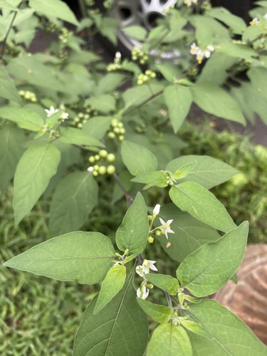 Solanum americanum
