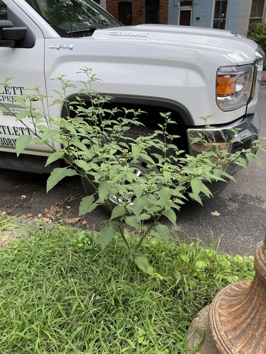 Solanum americanum