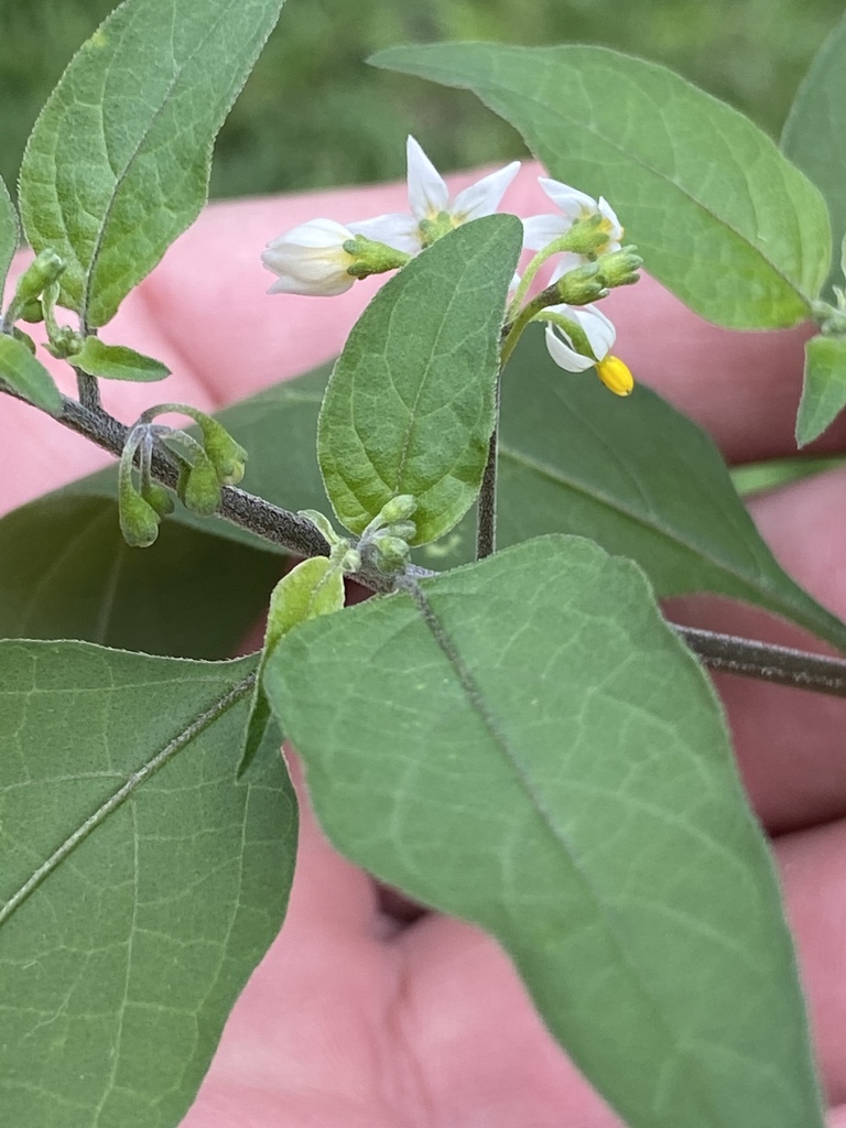 Nightshade (Bittersweet Nightshade, Black Nightshade) — research-grade photo via iNaturalist