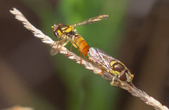 Sphaerophoria rueppellii