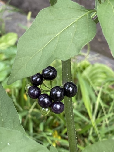 Solanum americanum