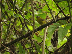 Thlypopsis superciliaris
