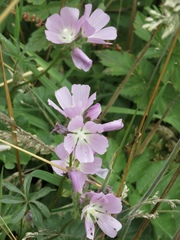 Sidalcea calycosa rhizomata