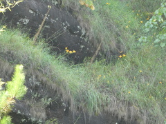 Hemerocallis fulva