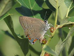 Satyrium edwardsii