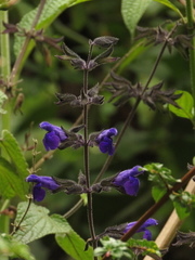 Salvia amethystina