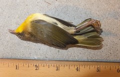 Geothlypis trichas