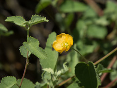 Abutilon parvulum
