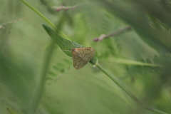 Hahncappsia pergilvalis