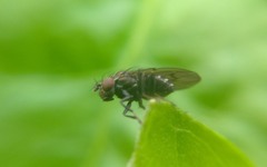 Notiphila