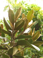 Ocotea caesariata