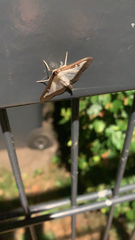 Cydalima perspectalis