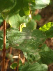 Erysiphe symphoricarpi