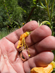 Oenothera elata hirsutissima