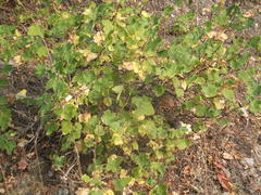 Ribes viscosissimum