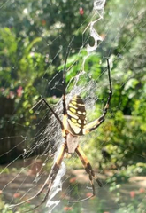 Argiope aurantia
