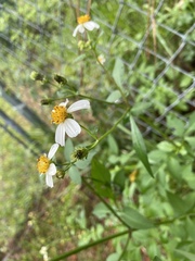 Bidens alba