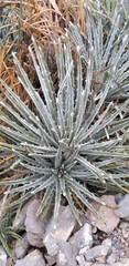 Hechtia mapimiana