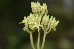 Parsonsia alboflavescens