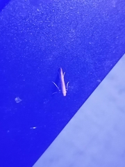 Caloptilia invariabilis