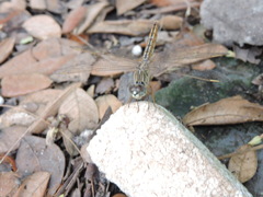 Brachythemis contaminata