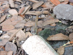 Brachythemis contaminata