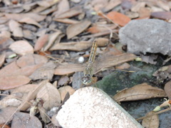 Brachythemis contaminata