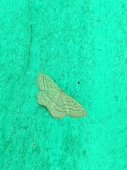 Scopula virgulata