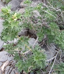 Cnidoscolus angustidens