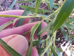 Pombalia verticillata