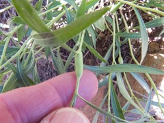 Pombalia verticillata